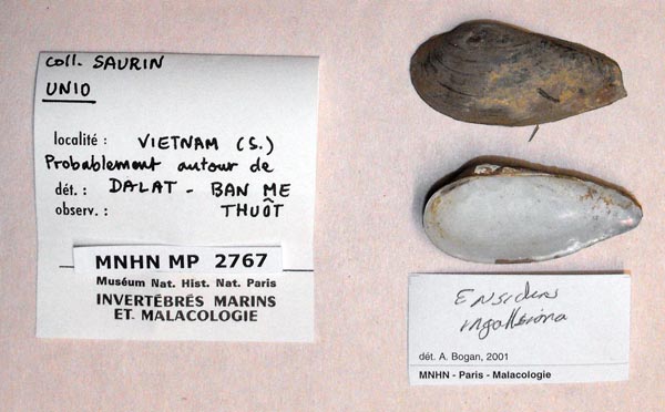 specimen