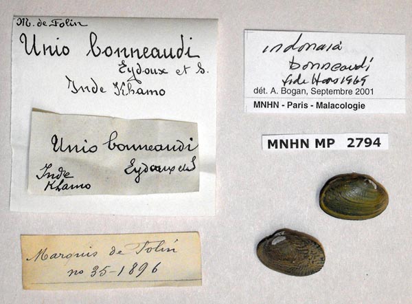 specimen