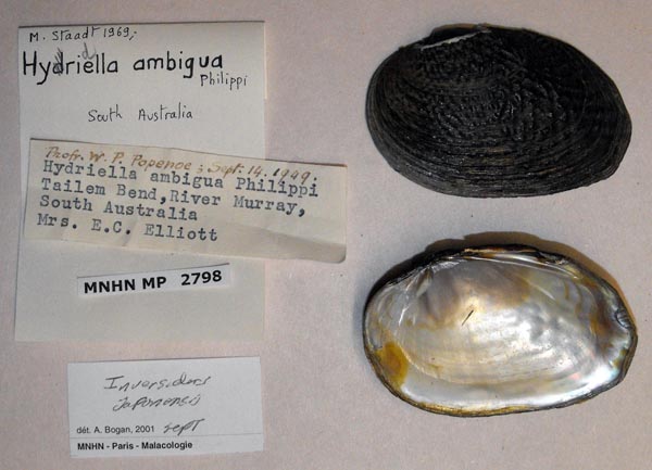 specimen