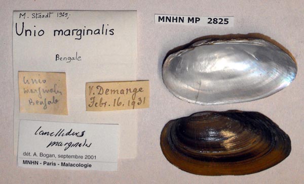 specimen