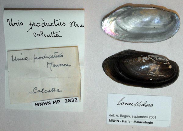 specimen