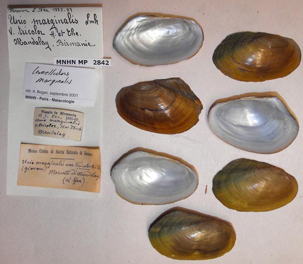 specimen