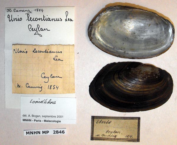 specimen