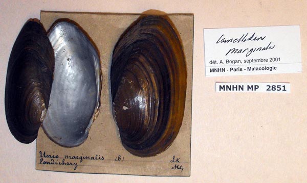 specimen