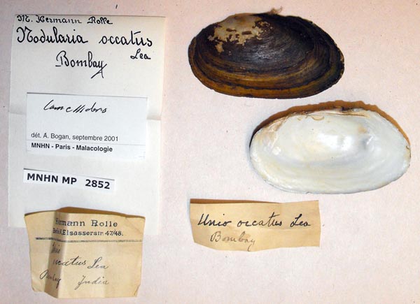 specimen