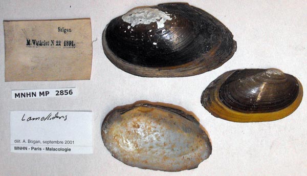 specimen