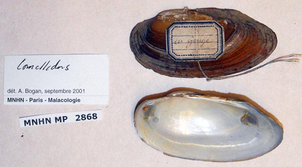 specimen