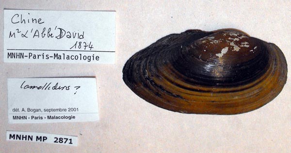 specimen