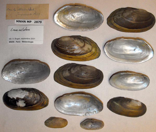 specimen