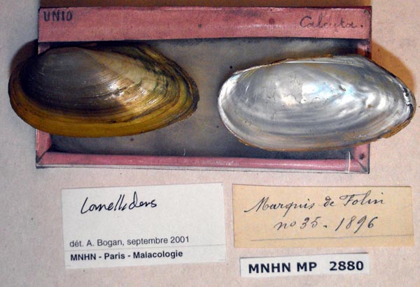 specimen