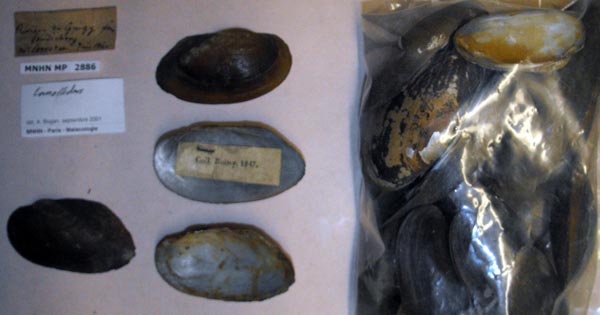 specimen