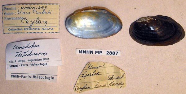 specimen