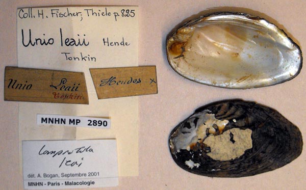 specimen