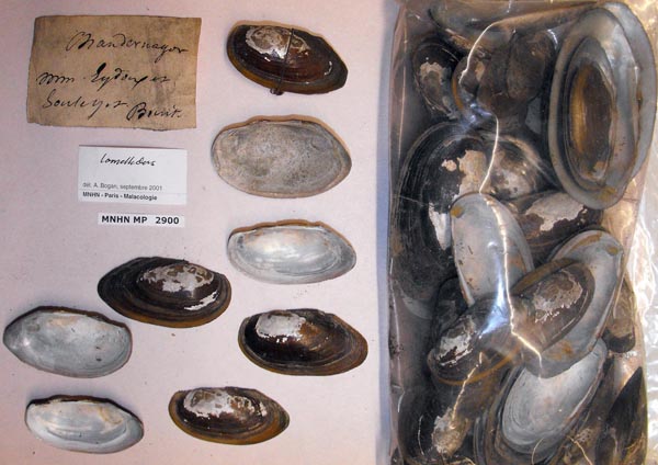 specimen