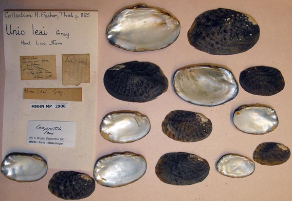 specimen
