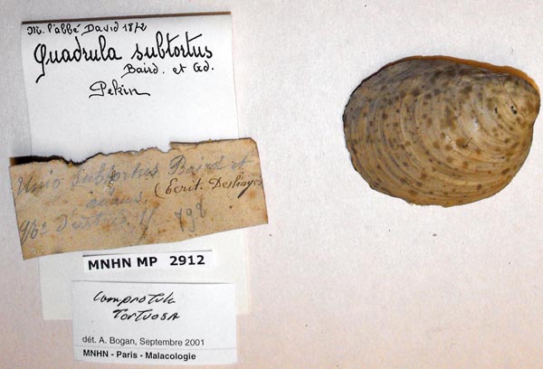 specimen