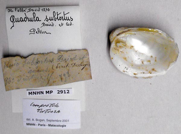 specimen