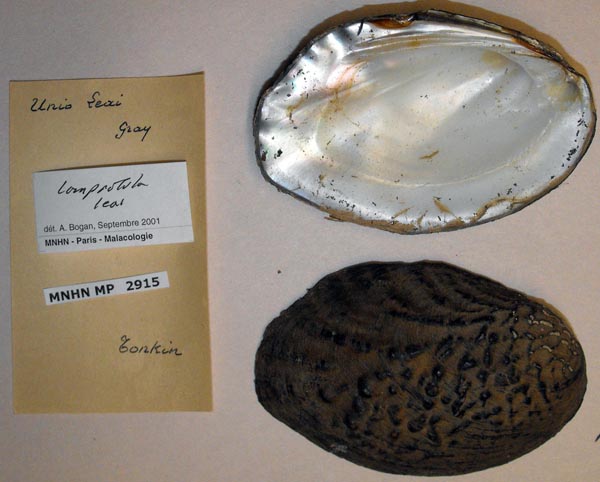 specimen