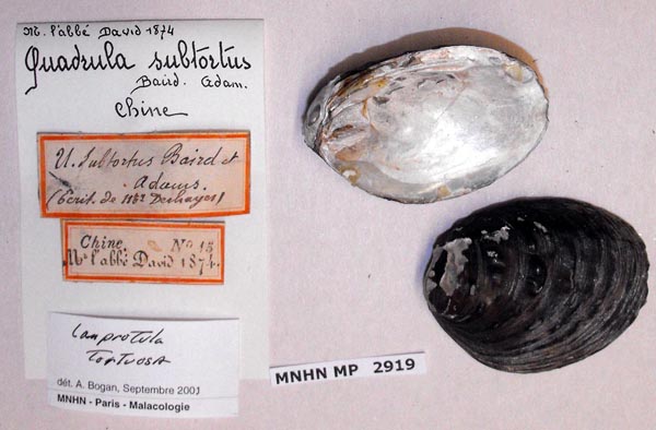 specimen