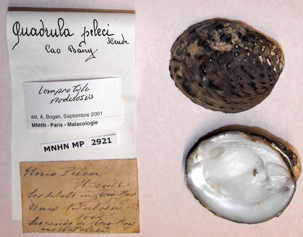 specimen