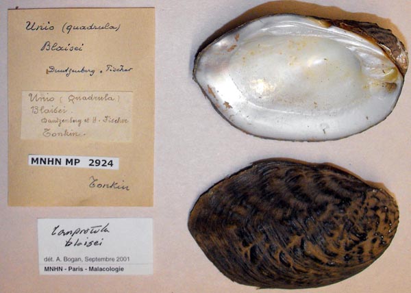 specimen