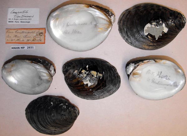 specimen