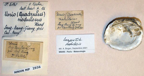 specimen