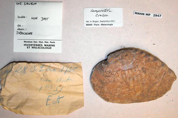 specimen