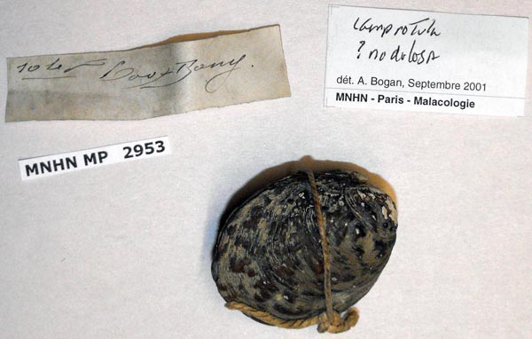 specimen