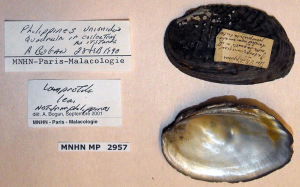 specimen
