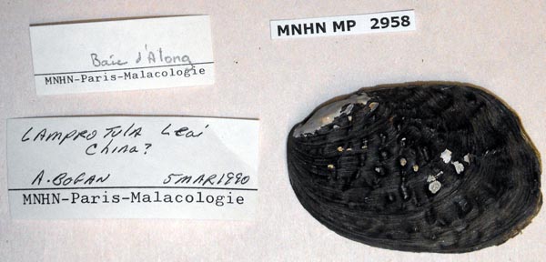specimen