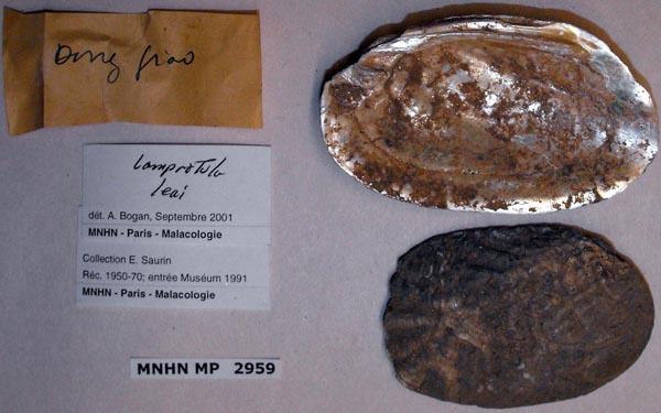 specimen