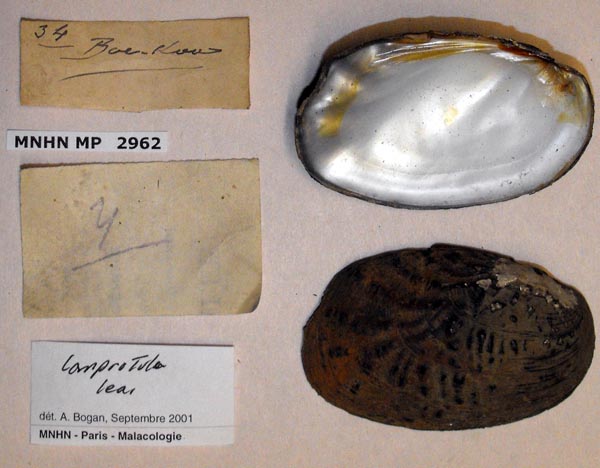 specimen