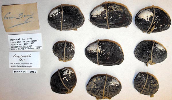 specimen