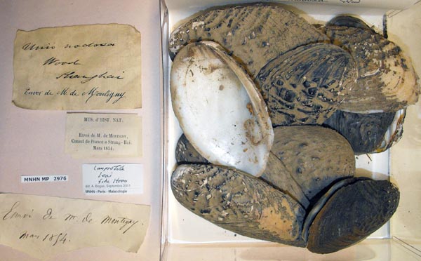 specimen