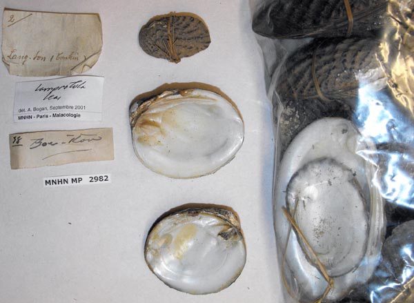 specimen