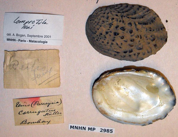 specimen