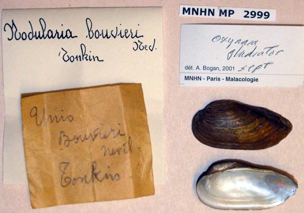 specimen