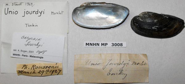 specimen