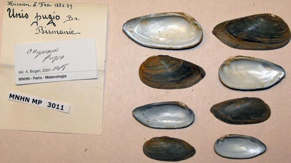 specimen