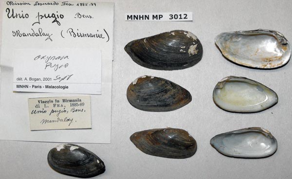 specimen
