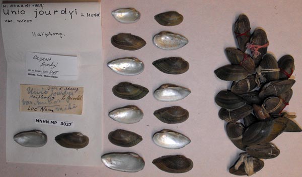 specimen