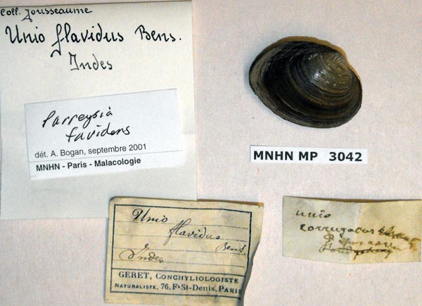 specimen