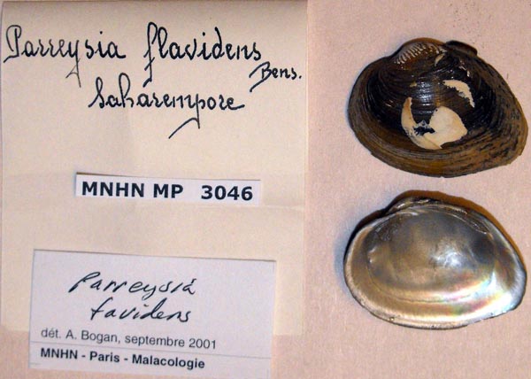 specimen