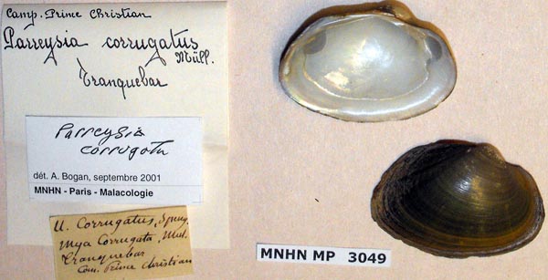 specimen
