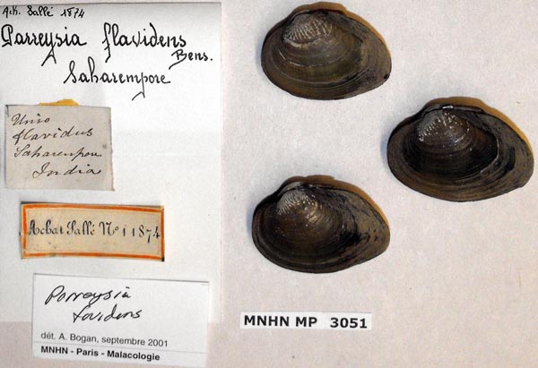 specimen