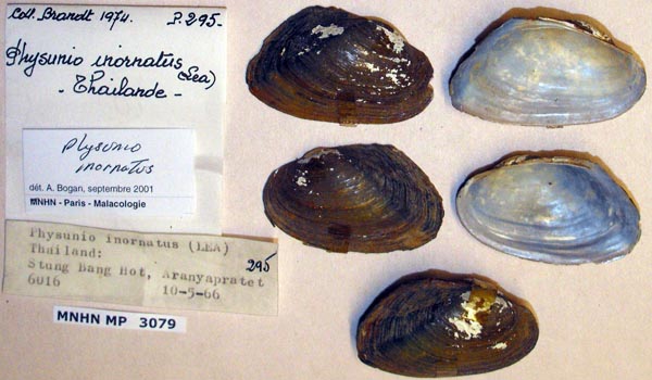 specimen