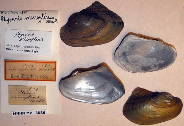 specimen