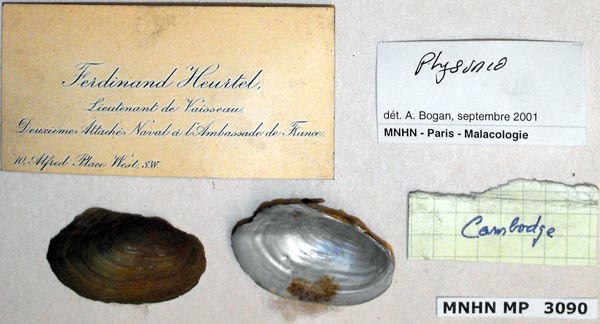 specimen