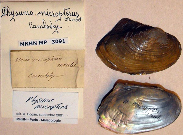 specimen